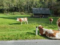 Kühe im grünen Herzens Österreichs