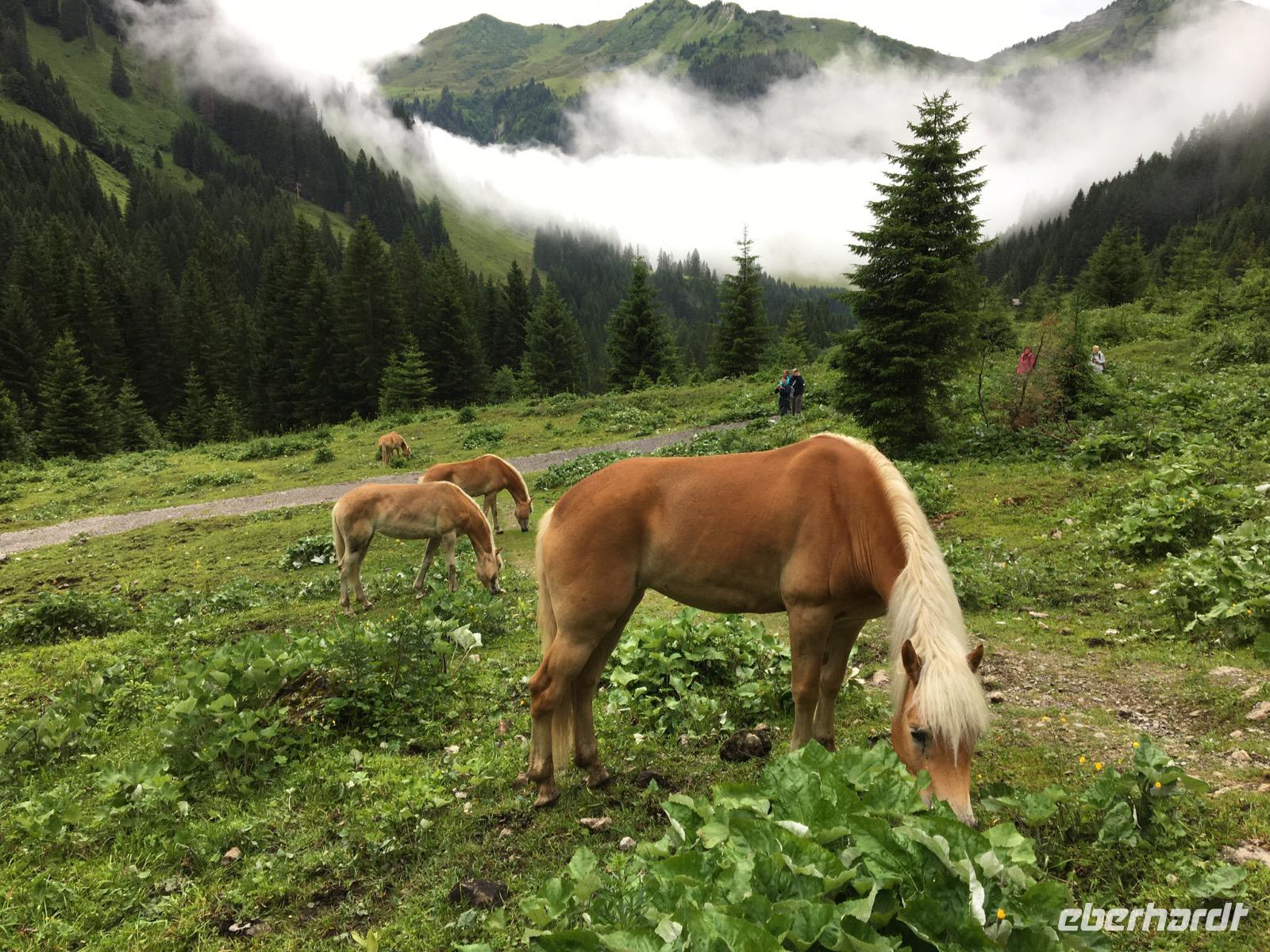 Pferde der Bärgunt-Alpe