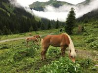 Pferde der Bärgunt-Alpe