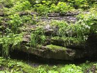 üppige Vegetation in der Breitachklamm