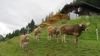 Kühe der Sonna-Alpe