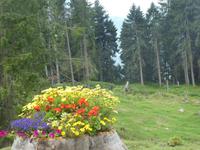 Blumenpracht an der Maxhütte