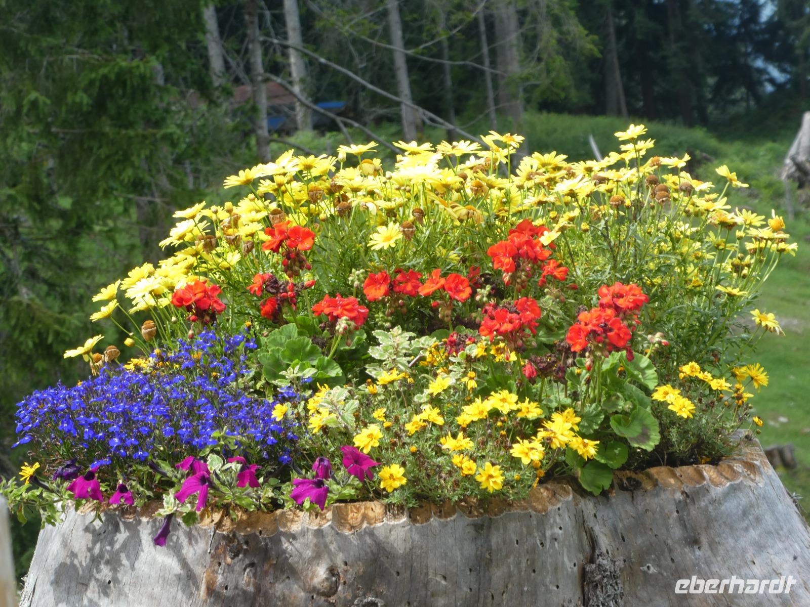 Blumenpracht an der Maxhütte