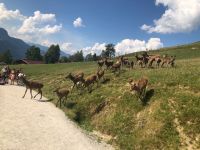 Wildpark Aurach