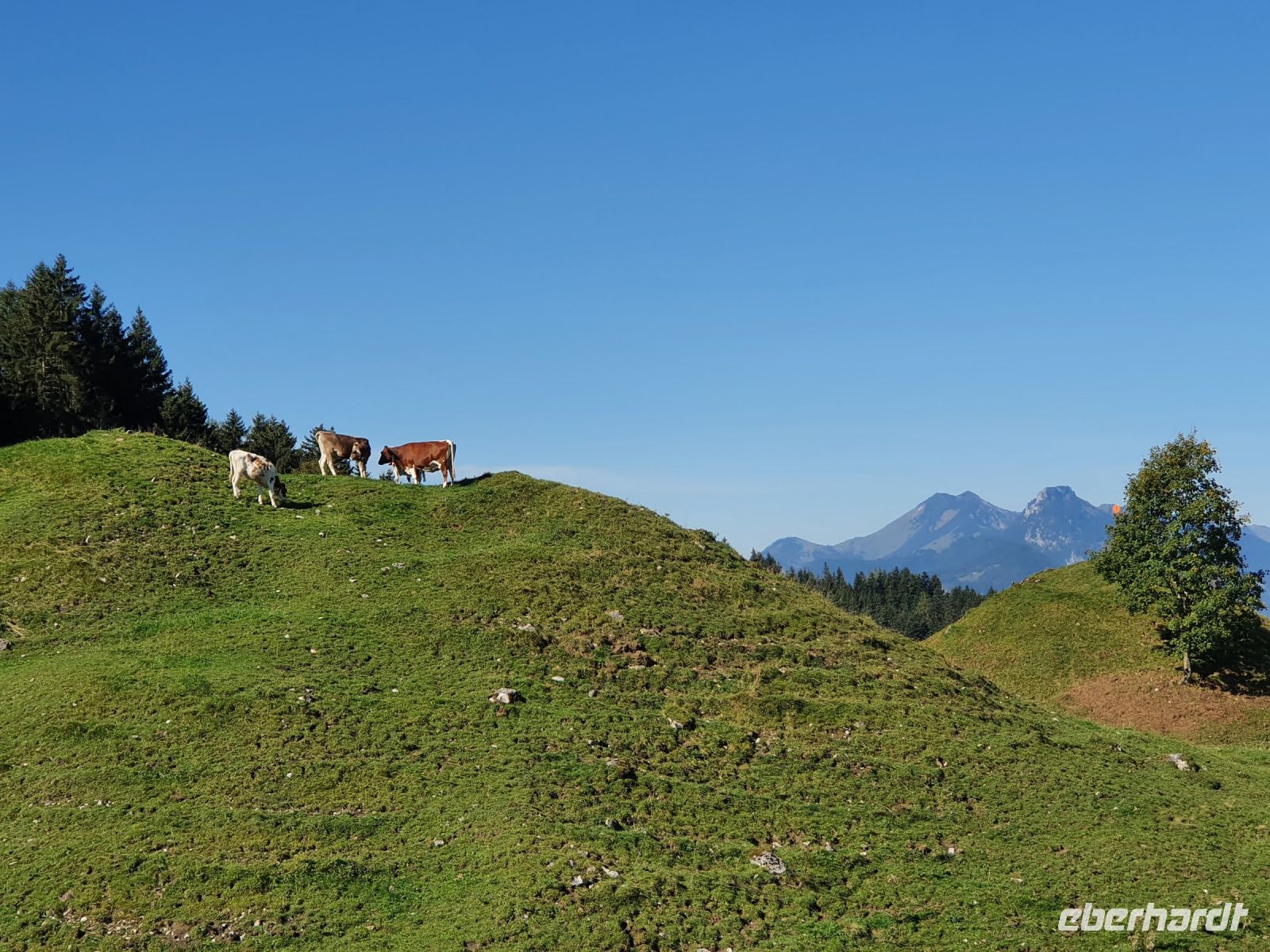 Kühe auf dem Zahmen Kaiser