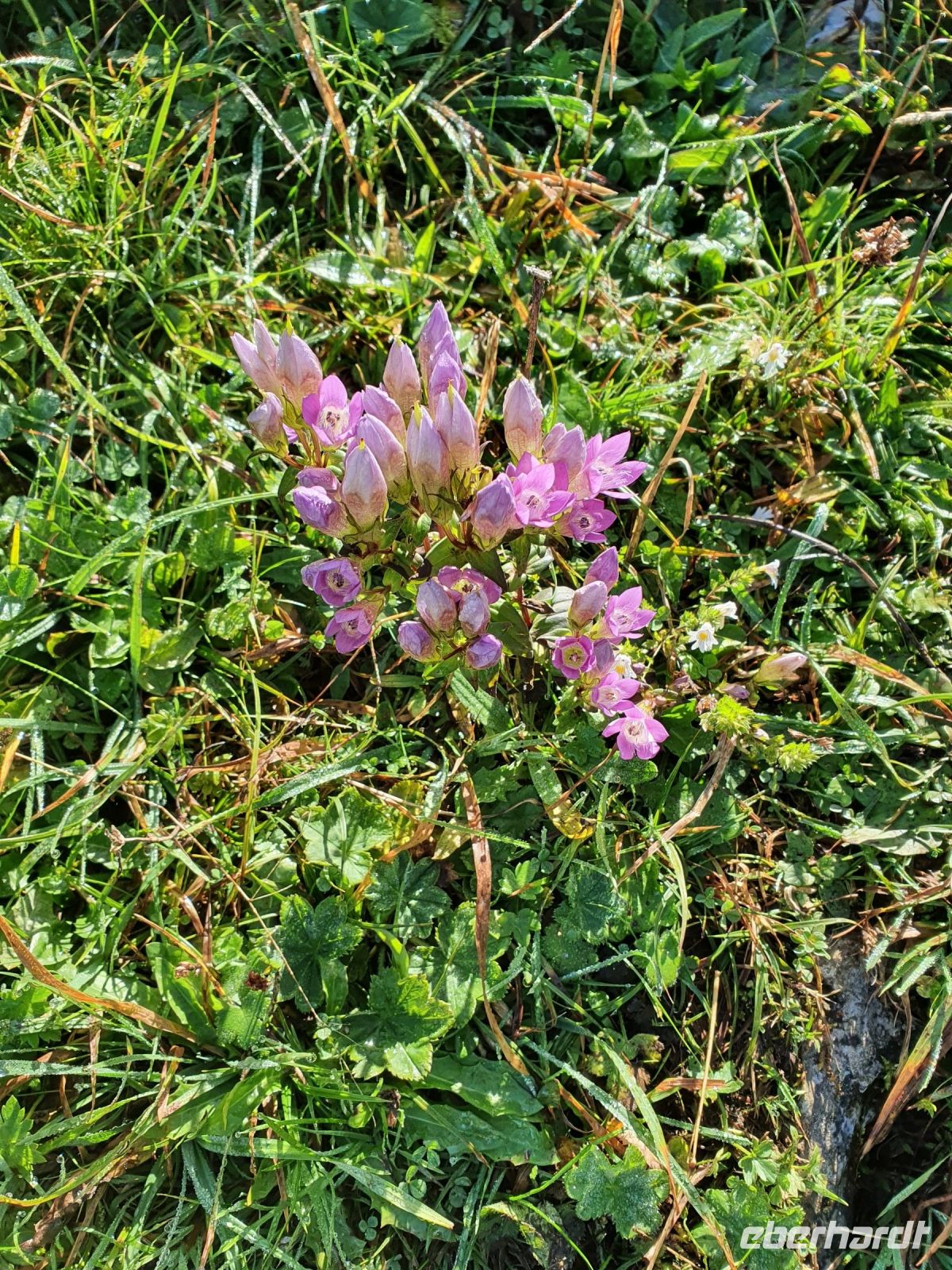 Blumen auf dem Weg zur Aschinger Alm