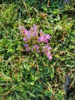 Blumen auf dem Weg zur Aschinger Alm