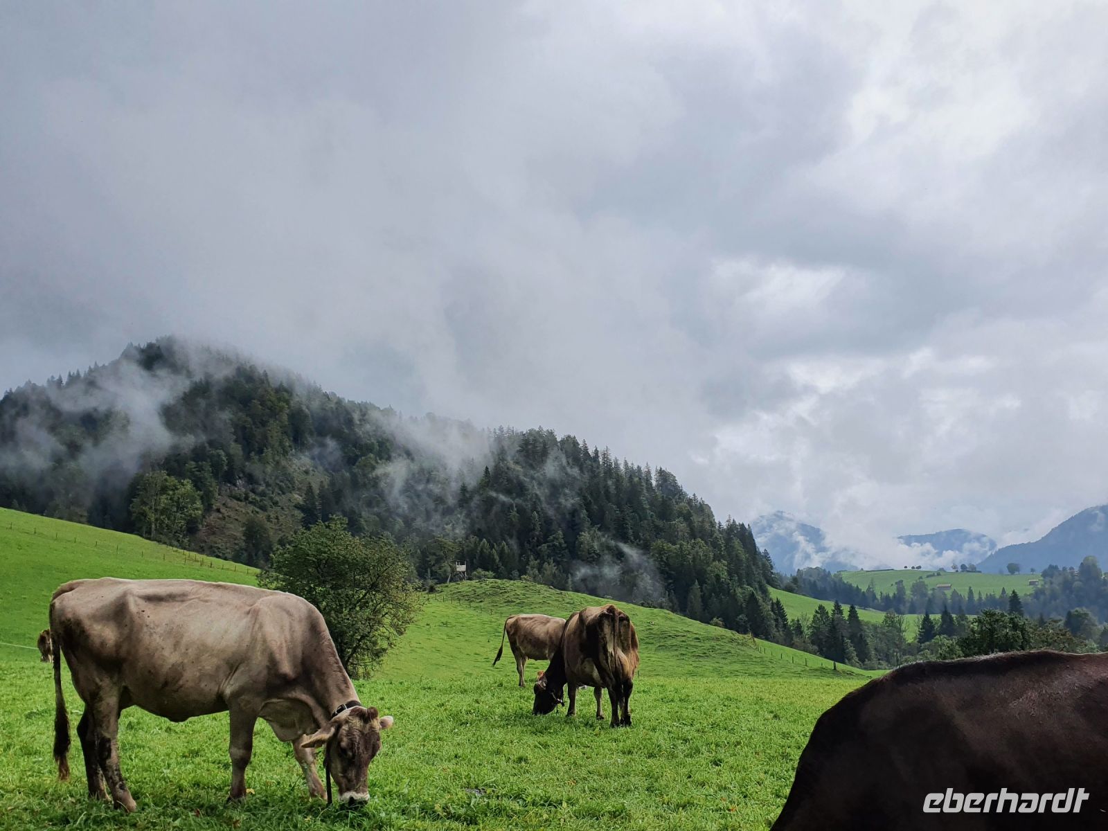 Kühe auf dem Weg zum Mühlberghof