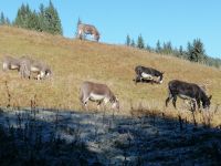 Esel im Schwarzwassertal