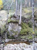 Bäume krallen sich fest am Felsen (am Schwarzwasserbach)