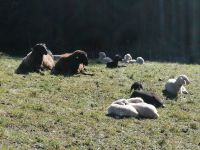 die Schaffe genießen das warme Wetter mit uns zusammen
