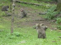 Affenberg Burg Landskron