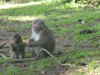 Affenberg Burg Landskron