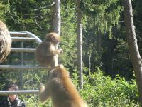Affenberg Burg Landskron