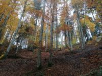Der Wanderweg zur Breitachklamm