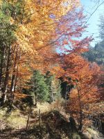 Der goldene Herbst auf dem Riezler Höhenweg