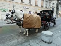Die Fiaker gehören zu Wien 