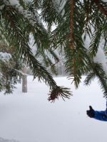 eine Fichtengallwespe