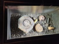 Fundstücke aus dem Steinölschieferabbau