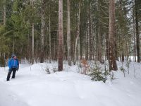 am rechten Baum hat der Specht 
