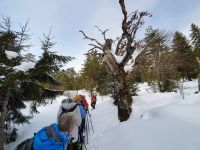 ein dürrer Baum mit vielen Baumpilzen