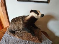 Dachs in der Pletzachalm