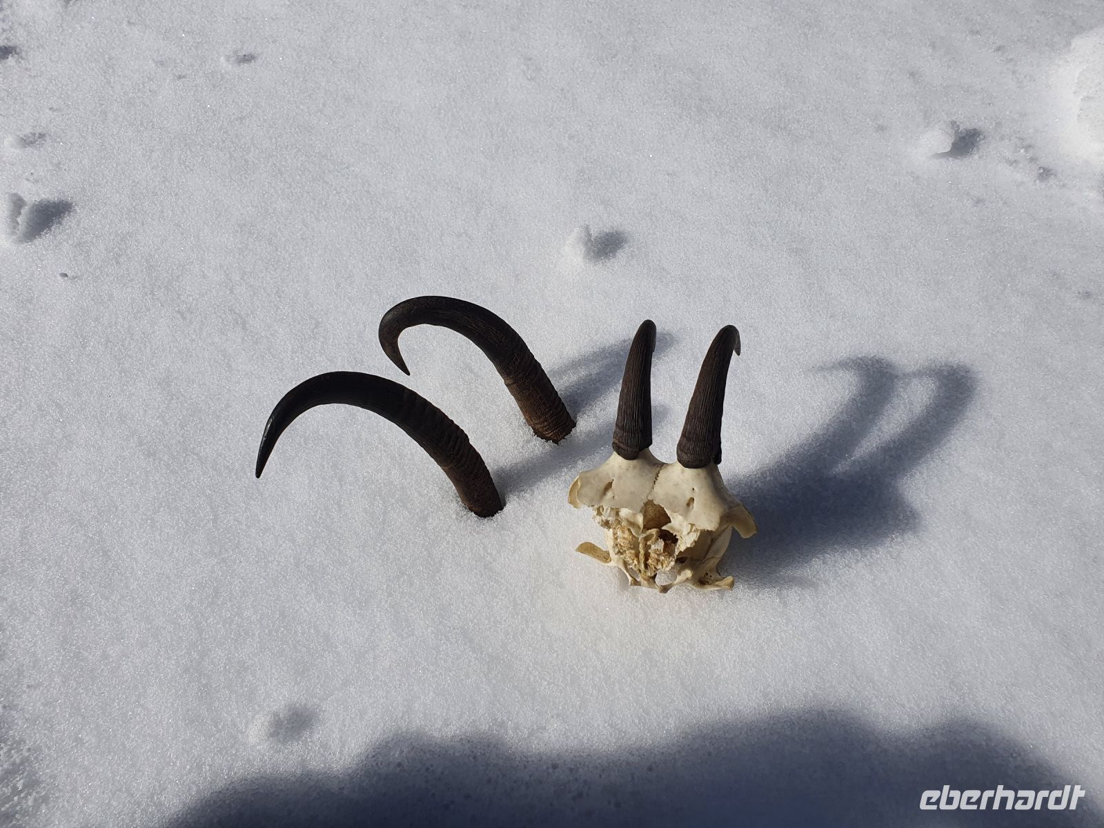 Hörner der Gemsen, Mutter, Vater, Kind