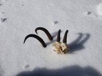 Hörner der Gemsen, Mutter, Vater, Kind