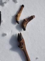 Füsse von Hirsch, Rehbock und Gemse