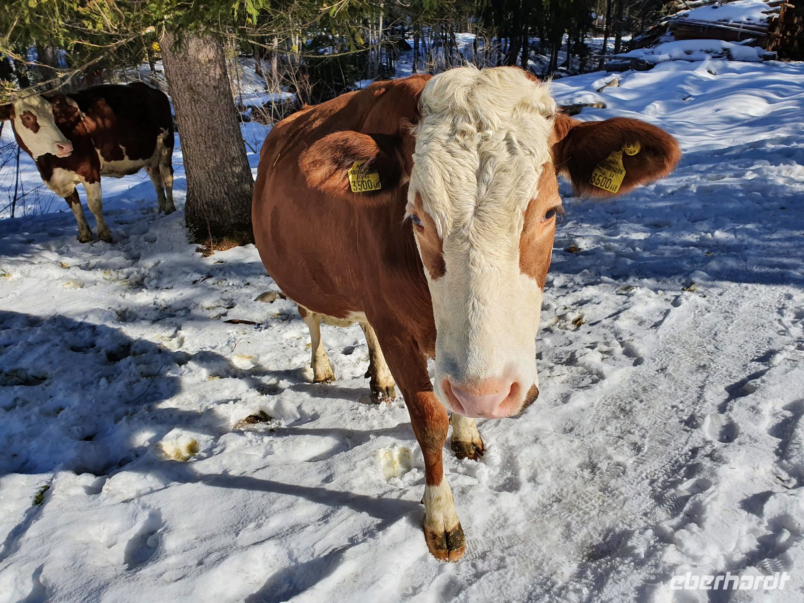 Achenkirch, glückliche Kühe