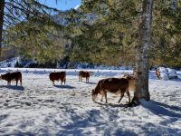 Achenkirch, glückliche Kühe