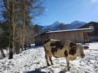 glückliche Kuh mit Bergpanorama