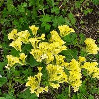 Walmerdinger Horn Alpengarten