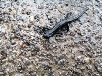 der Salamander freunt sich auf den Regen