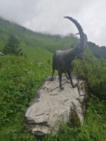 wir beobachten Steinböcke ins Fernglas