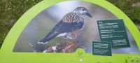 Erlebnispfad mit 15 Stationen - Tannenhäher