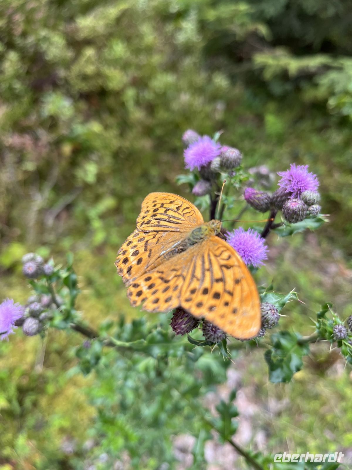 Wanderung zum Hinteren Gosausee