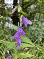 Hinterer Langbathsee