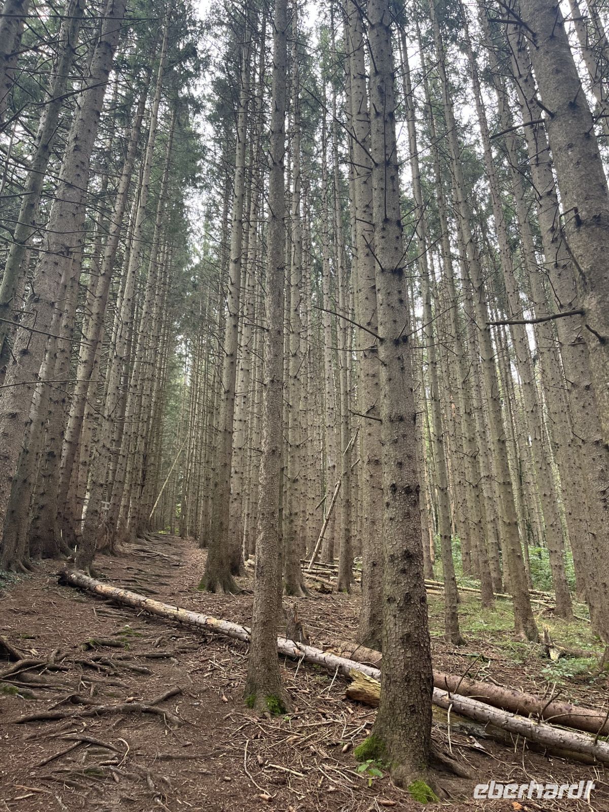 Wanderung zum Gmundnerberg