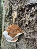 Wanderung zum Gmundnerberg