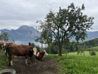Blick vom Gmunderberg auf den Traunstein