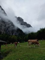 Tag 3: Kühe vor dem Almabtrieb auf 900 m Höhe über Adria