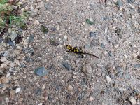 Tag 4: Ein Feuersalamander auf der Fahrt der vier Aufrechten