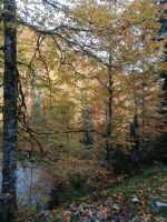 herrliche herbstliche Waldfärbung