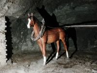 In der Seegrotte Hinterbrühl