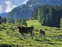 Kuh am Zahmen Kaiser.jpg