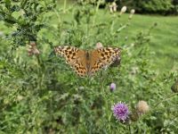 Wanderung zur Aschinger Alm.jpg