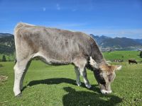 Kuh am Zahmen Kaiser.jpg