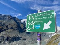 Tag 5 - Murmeltier gesichtet