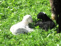 Schäfchen in St. Leonhard